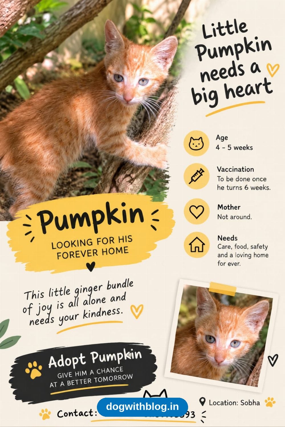 Pumpkin, a Playful Five-Week-Old Ginger Kitten, Needs a Home — Bengaluru