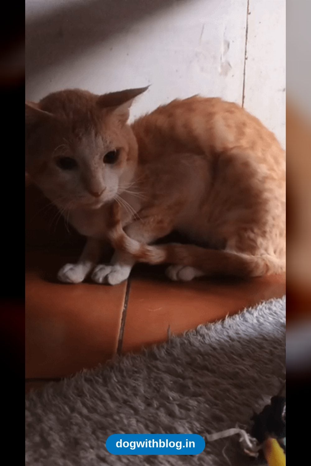 Ginger, a Shy Rescue Cat Healed From a Bite Wound, Needs a Patient Home — Bengaluru