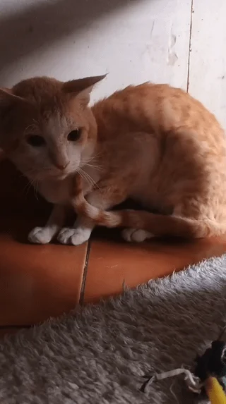 Orange tabby cat with white paws sitting on a terracotta ledge and looking at the camera. Ginger, a rescue cat in Bengaluru.