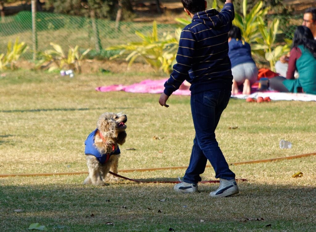 A leashed dog playing with its owner at Lodhi Gardens, near some of the pet-friendly cafes in Delhi