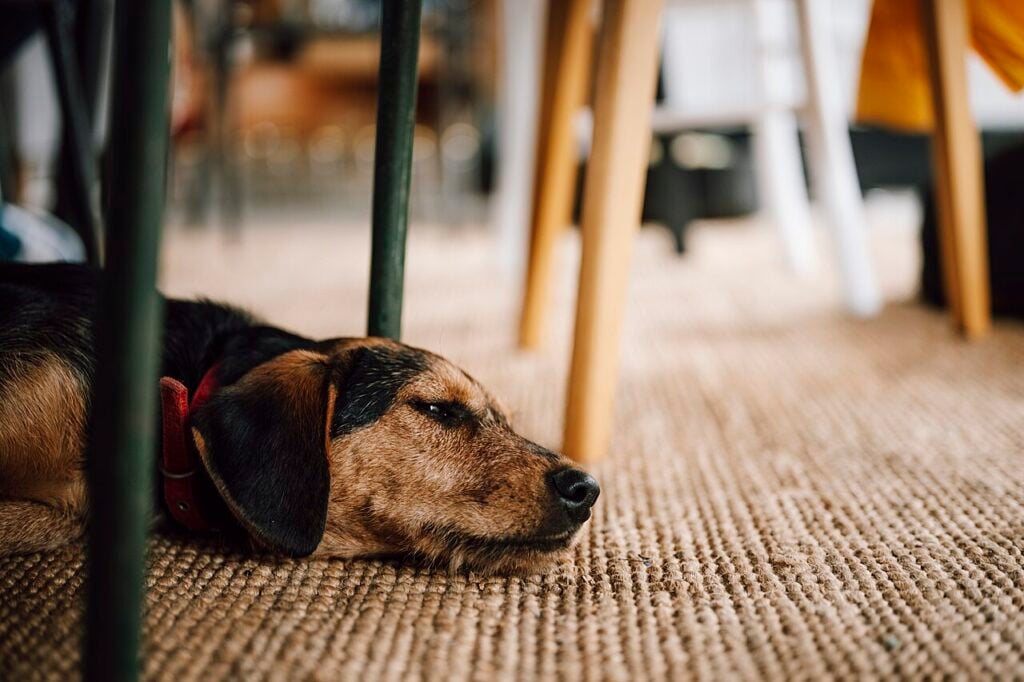 A dog lying on a rug under a table, the welcome to look for at pet-friendly cafes in Bangalore
