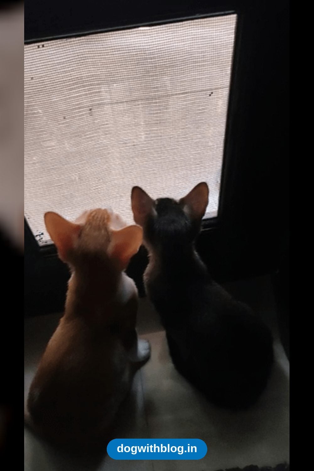 Two Siblings, an Orange Boy and a Tabby Girl, Must Be Adopted Together — Delhi NCR