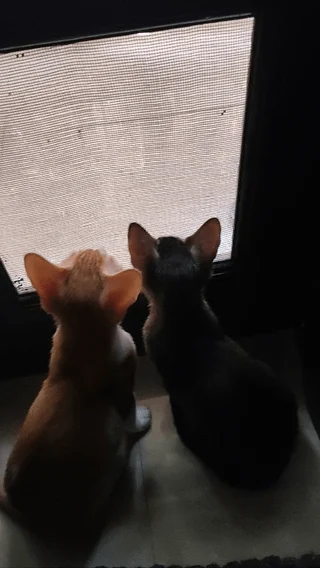 Two kittens, one orange and one dark, sitting side by side on a windowsill and looking out through a mesh screen, seen from behind.