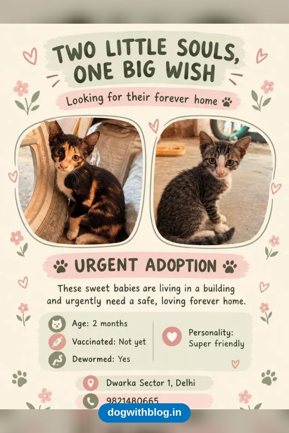 Two 2-Month-Old Kittens Who Need a Home Together — Delhi NCR