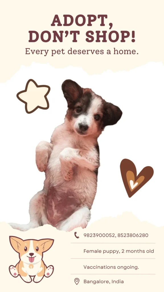 Cream Adopt, Don’t Shop poster showing a small brown, white and black puppy lying on its back with paws up. Adoption poster for Pari, a 2-month-old female puppy in Bengaluru.