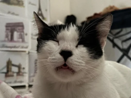 Vaccinated and Dewormed Female Cat in Dhanori, adoptable cat in Pune