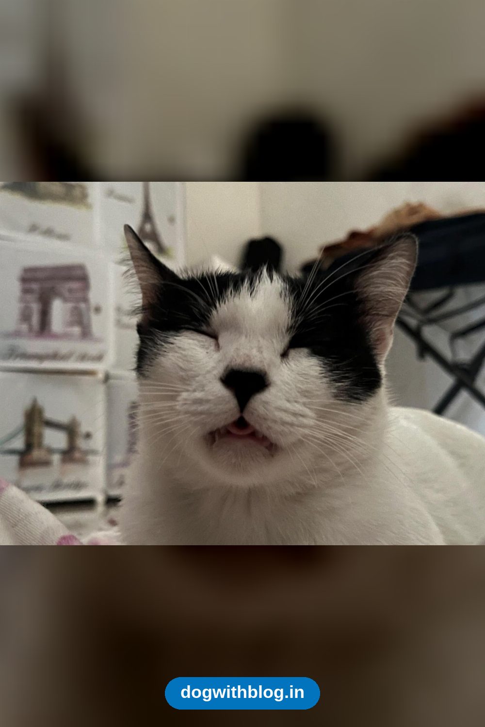 Vaccinated and Dewormed Female Cat in Dhanori in Pune