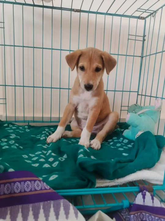 Lucky, a Rescued Female Indie Puppy, Needs a Family, adoptable dog in Bhubaneswar