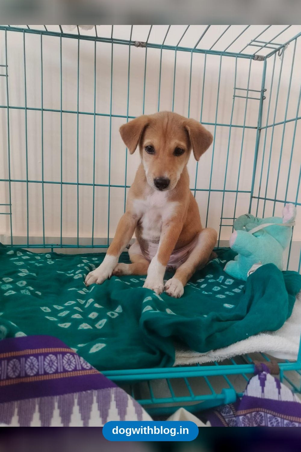 Lucky, a Rescued Female Indie Puppy, Needs a Family in Bhubaneswar
