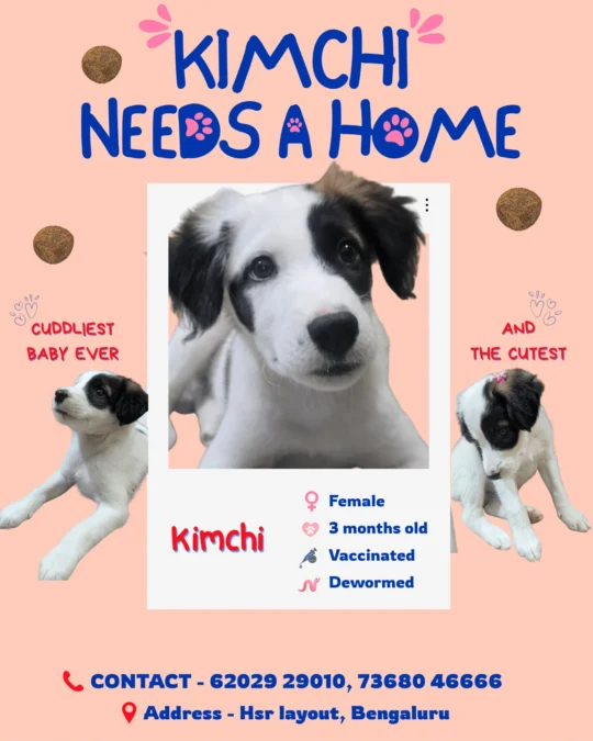 Kimchi, 3-month-old vaccinated puppy girl, needs a forever home in HSR Layout..., adoptable dog in Bengaluru