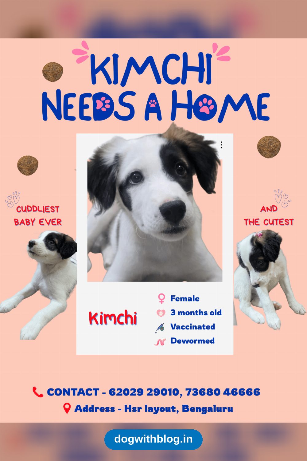 Kimchi, 3-month-old vaccinated puppy girl, needs a forever home in HSR Layout in Bengaluru