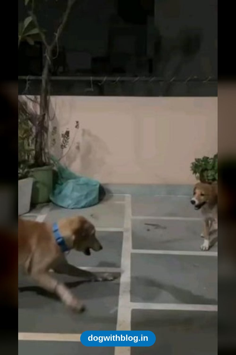 Coco and Her Baby Leo, Rescued With Broken Legs, Need a Foster or Home — Delhi NCR