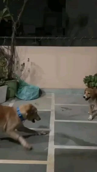 Two rescued dogs on a concrete courtyard at night, one wearing a blue collar