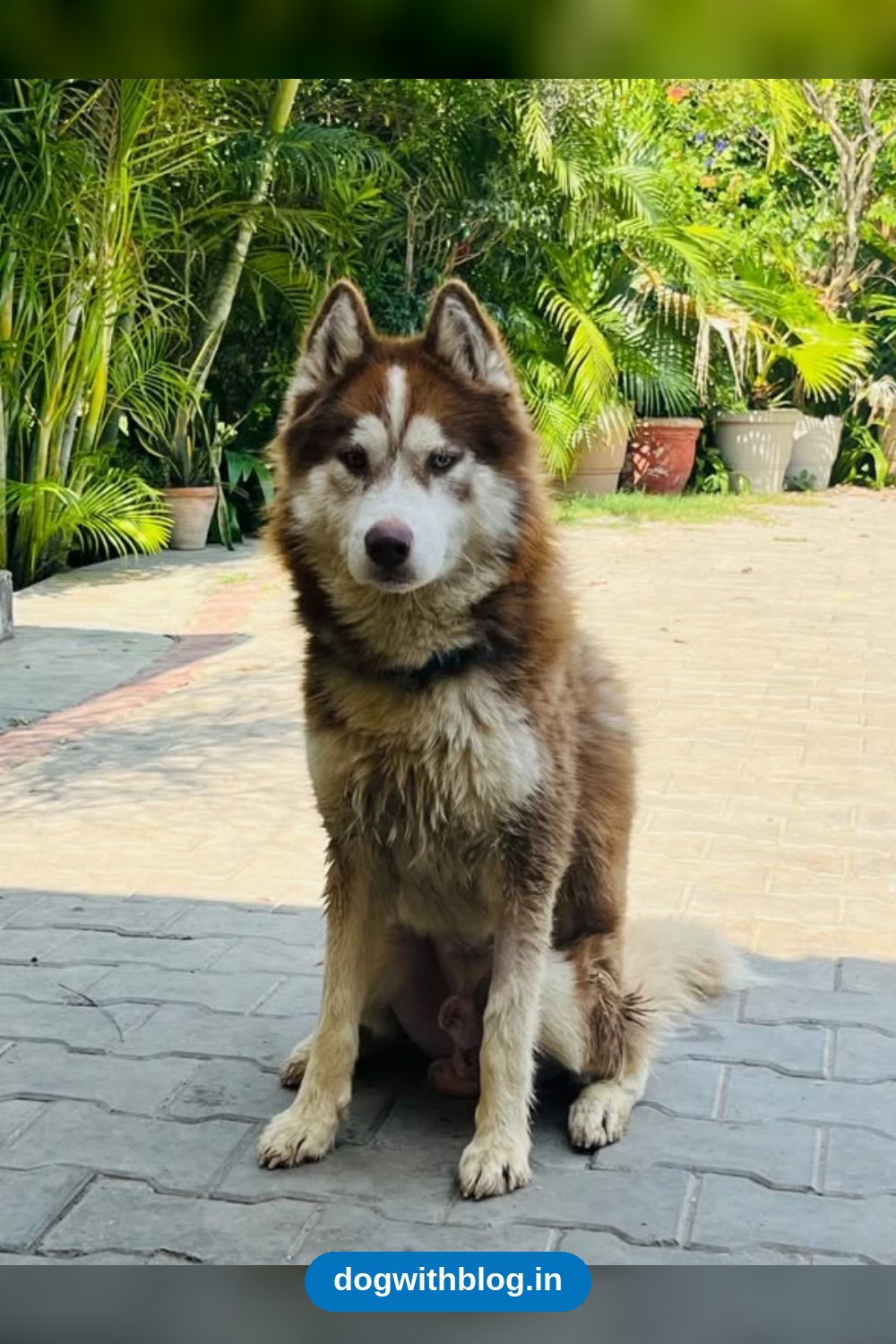 Euro, a 10-Month-Old Sterilised Husky, Needs a Home in Delhi NCR