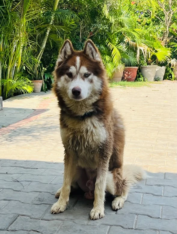Euro, a 10-month-old copper and white Husky, sitting on a paved driveway in front of palm plants