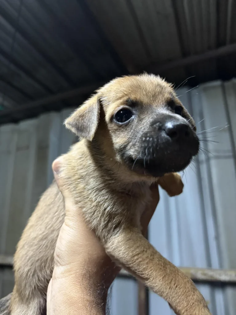 A tan puppy with a dark muzzle and soft floppy ears, held up in a person's hand against a metal wall in Gachibowli, Hyderabad.