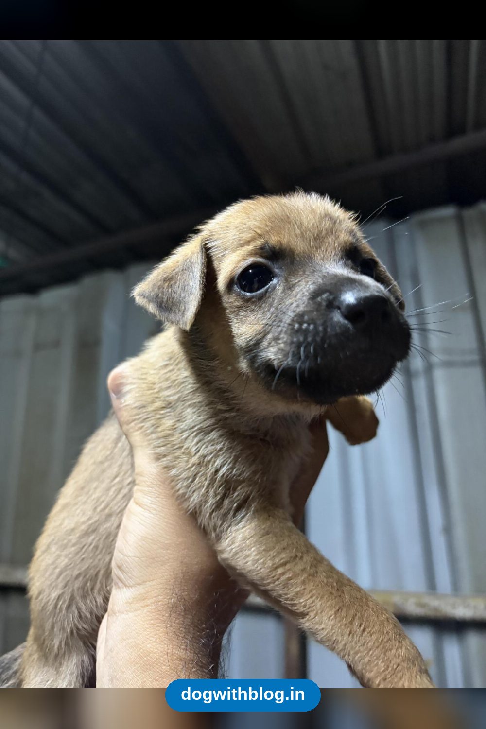 Two Pups, About a Month Old, Need Homes in Hyderabad
