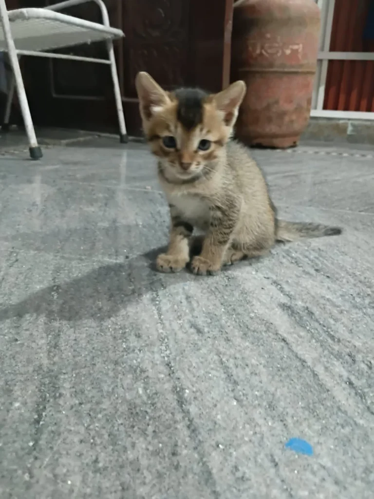 Young male kitten with a tabby coat and dark patch on his head, sitting on a grey floor in Dehradun