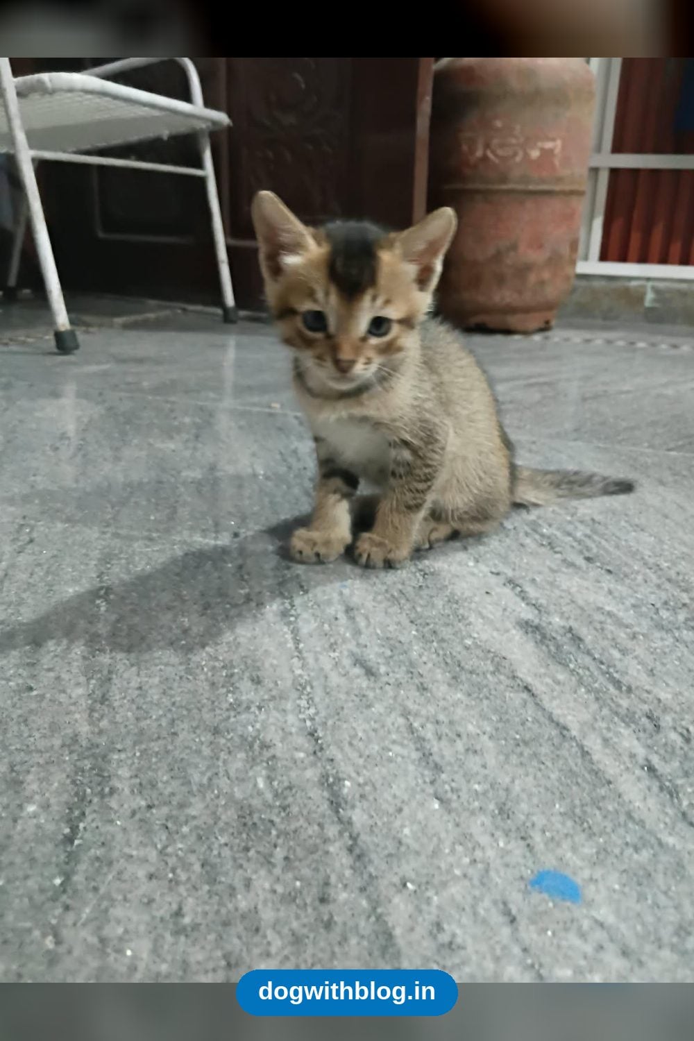 Playful, Cuddly Male Kitten, Under 2 Months Old, Needs a Home in Dehradun