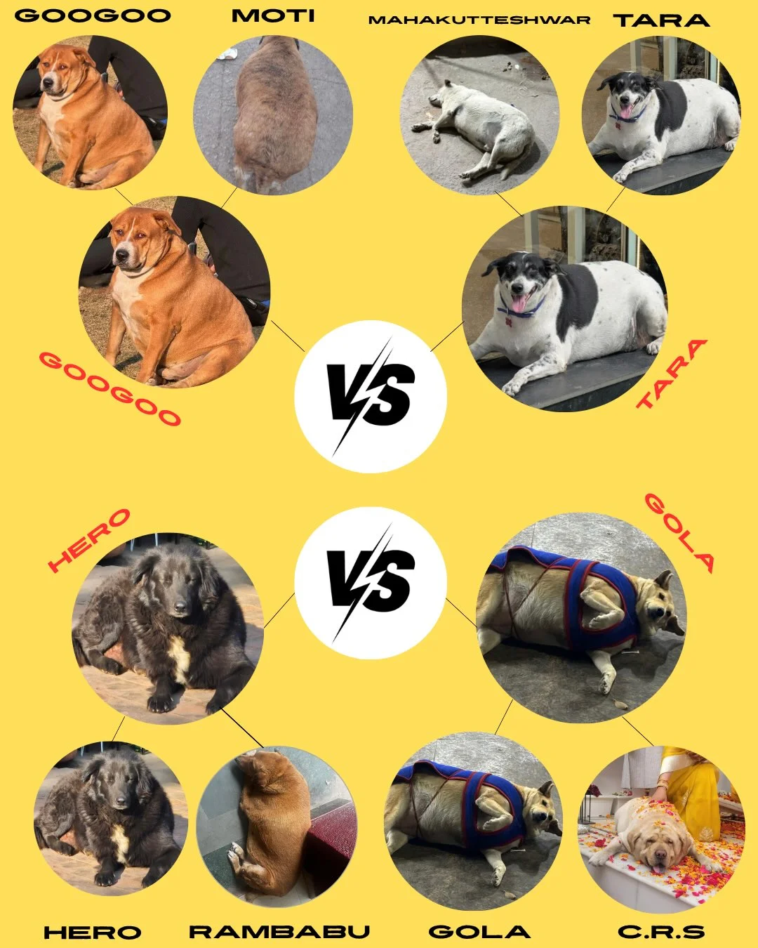 Fat Dogs of Delhi semi-final bracket with photos of each community dog: Googoo against Tara, and Hero against Gola