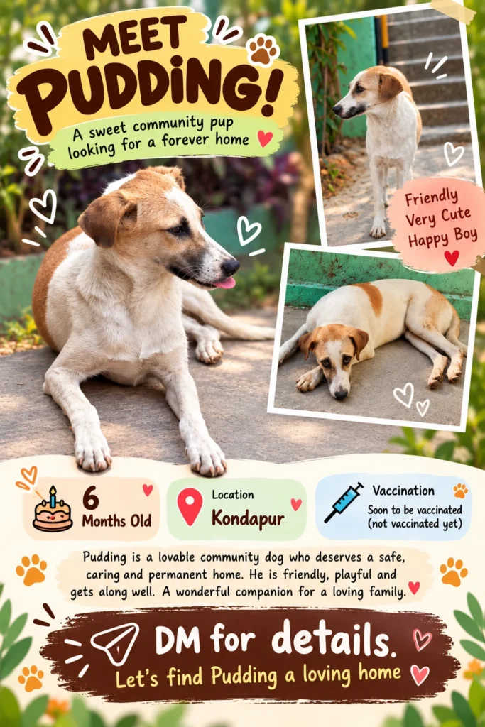 Adoption poster for Pudding, showing a tan and white community dog in three photos, with his age, Kondapur location and vaccination status.