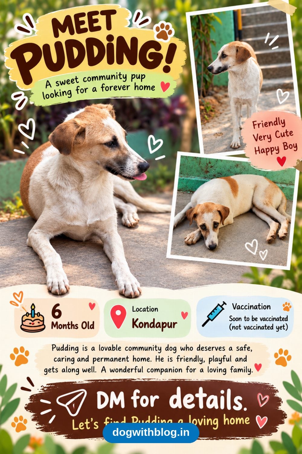 Pudding, a Friendly 6-Month-Old Community Pup, Needs a Home in Hyderabad
