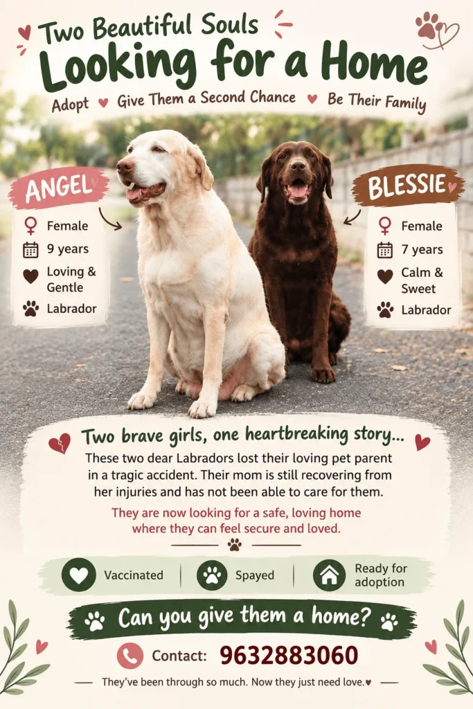Adoption poster for Angel and Blessie, a cream Labrador sitting beside a chocolate-brown Labrador on a paved lane, with their ages and a contact number printed below