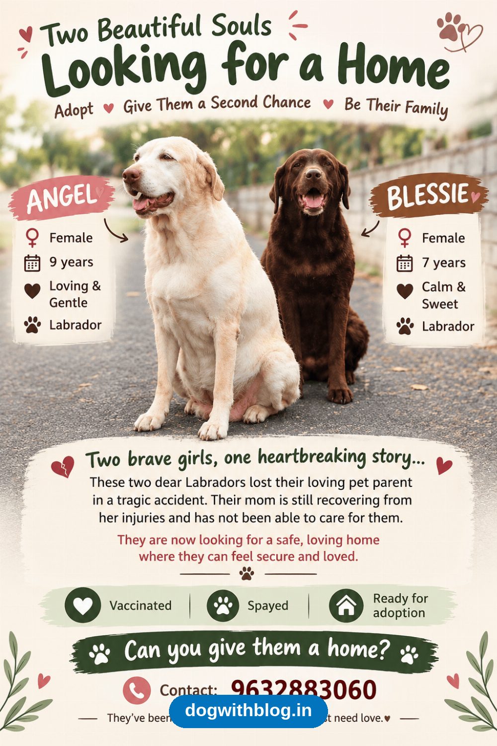 Angel and Blessie, Labrador Mother and Daughter, Need to Be Adopted Together — Bengaluru