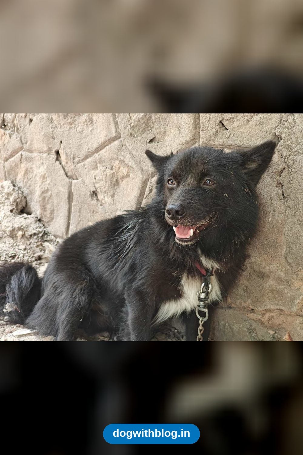 Injured Black Stray Dog Found on a Broken Chain Needs a Home — Visakhapatnam