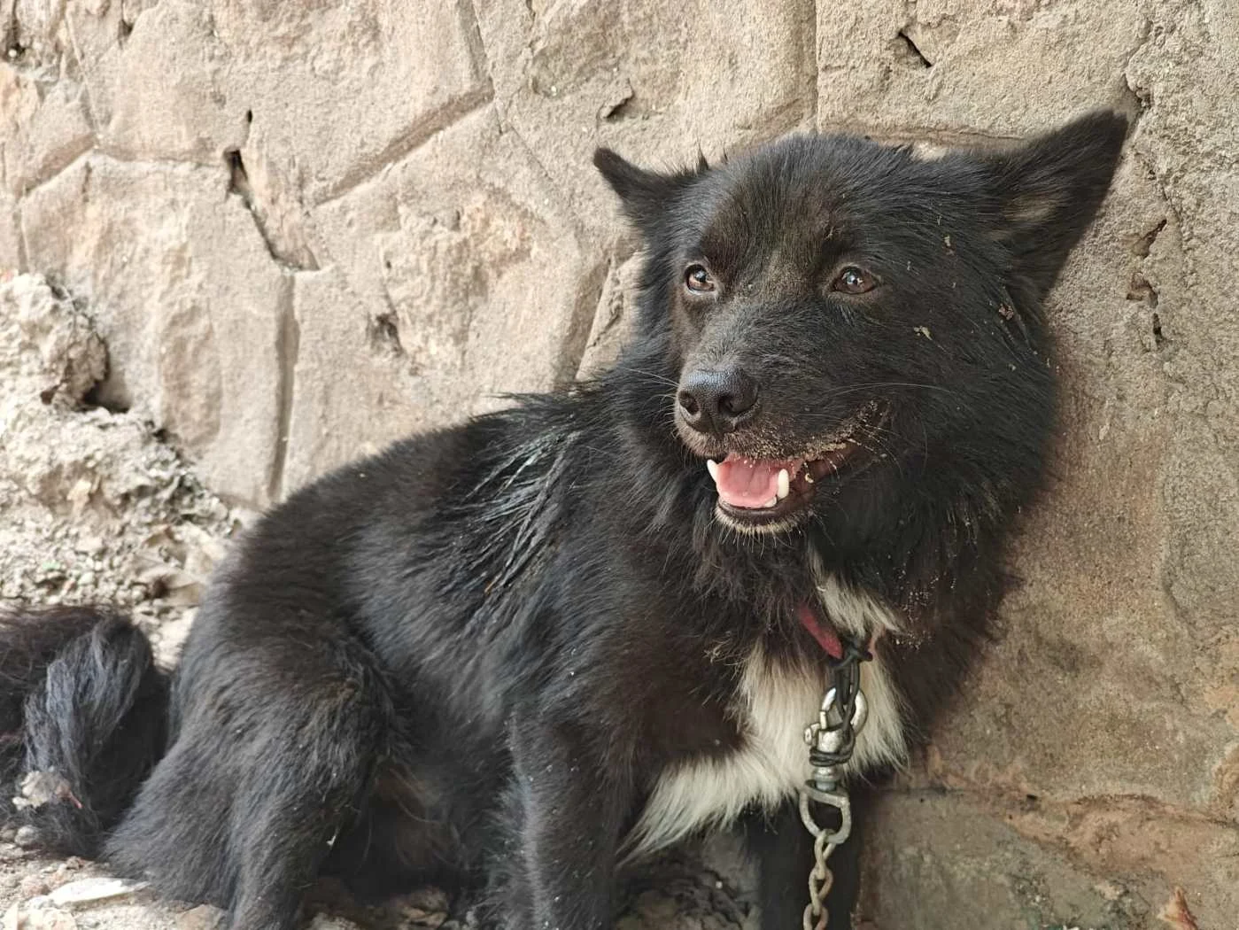 Injured Black Stray Dog Found on a Broken Chain Needs a Home in Visakhapatnam