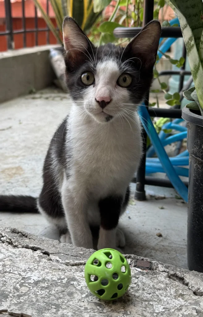 Black and white kitten sitting on a balcony next to a green toy ball