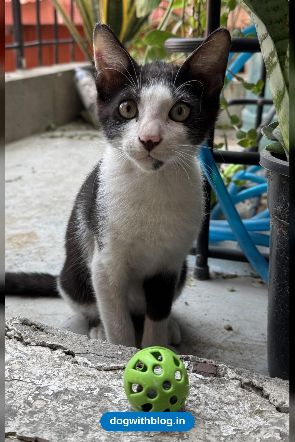 11-12 Week Old Male Kitten, Litter Trained and Dewormed in Delhi NCR