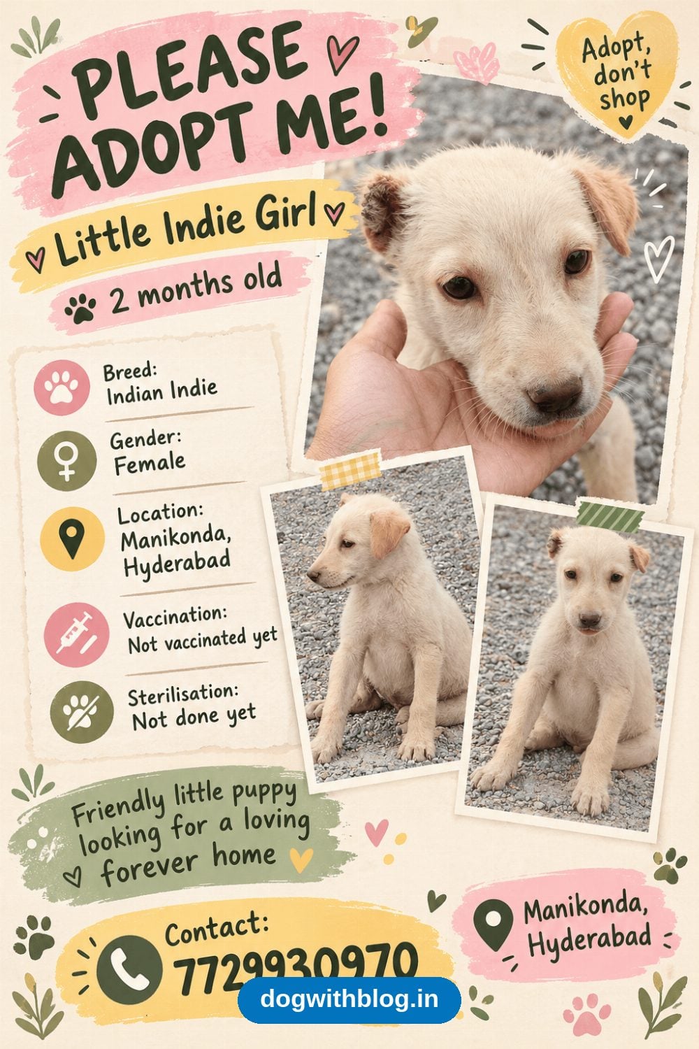 Little Indie Girl, a Friendly 2-Month-Old Puppy, Needs a Home in Hyderabad