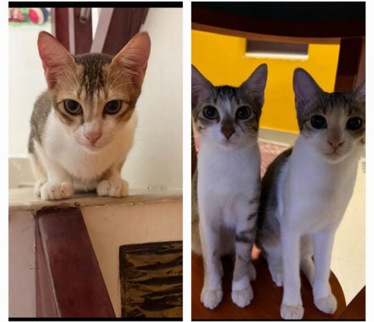 Four 4-Month-Old Vaccinated Kittens From Kalpetta Need Homes, adoptable cat in Wayanad