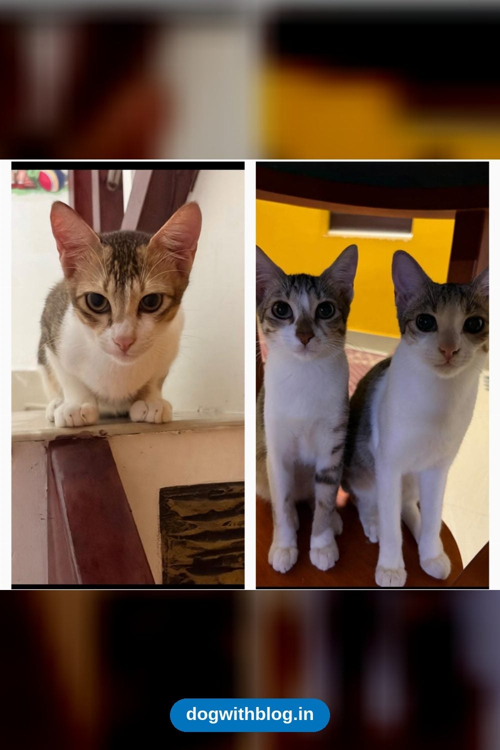 Four 4-Month-Old Vaccinated Kittens From Kalpetta Need Homes in Wayanad