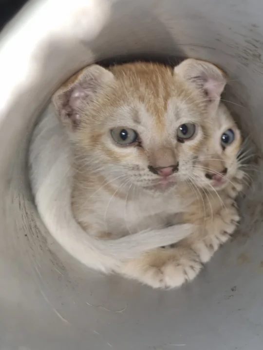 Four Orphaned Kittens, 3 to 4 Weeks Old, Need Foster or Forever Homes, adoptable cat in Chennai