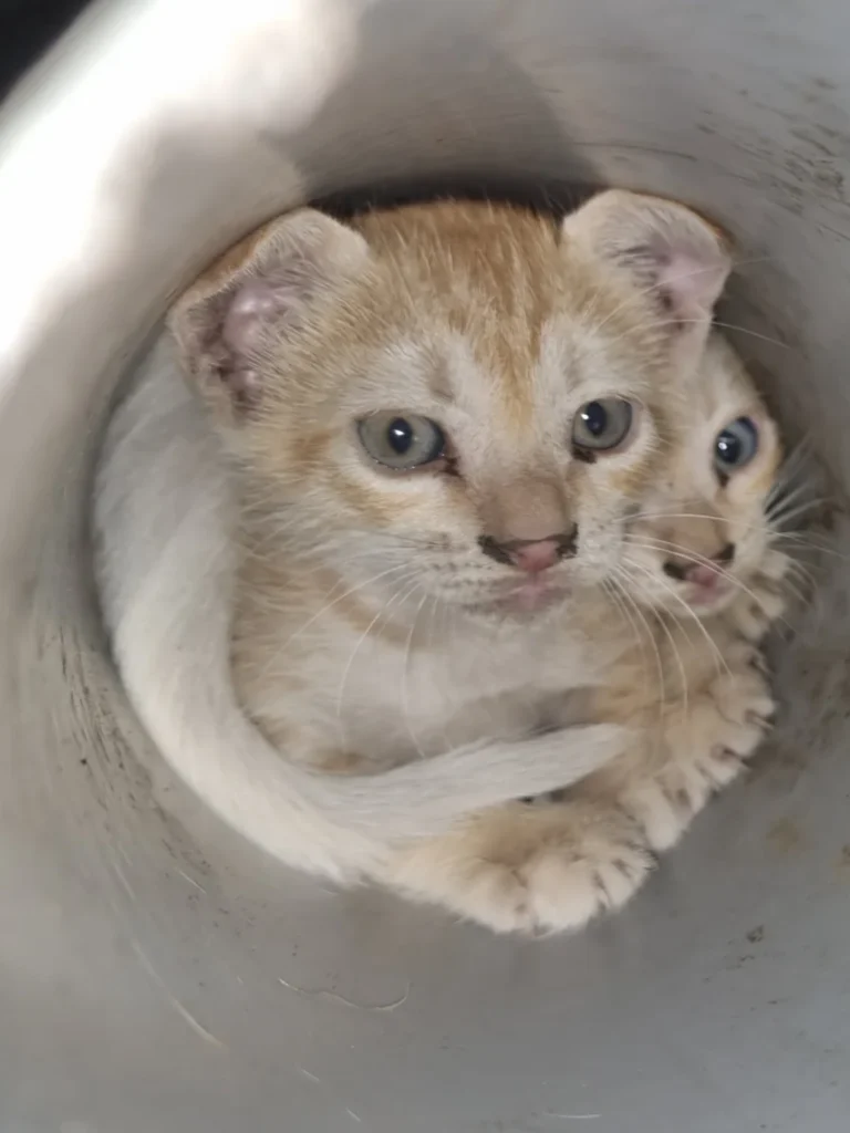 Two ginger kittens curled up together inside a white PVC pipe in Chennai, one peeking out beside the other