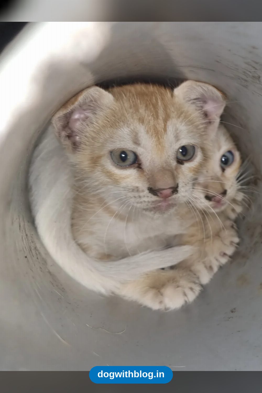 Four Orphaned Kittens, 3 to 4 Weeks Old, Need Foster or Forever Homes in Chennai
