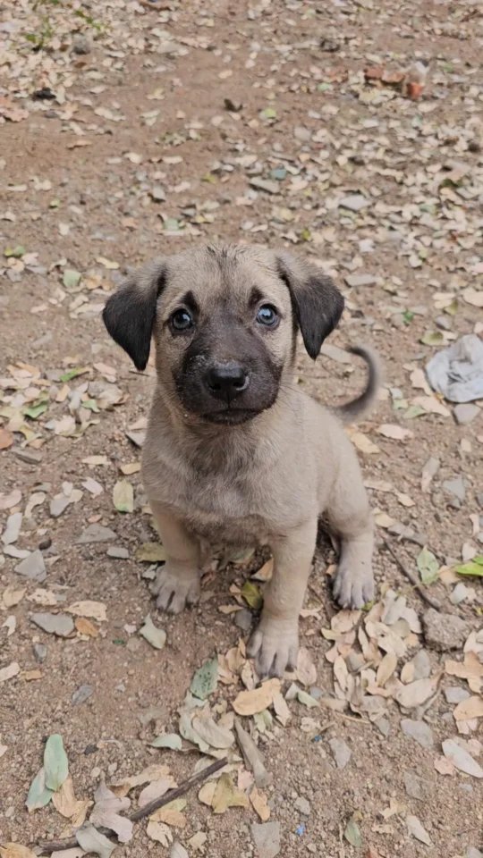 Blue and Brie, Two 40-Day-Old Indie Puppy Sisters, Need Homes in Hyderabad