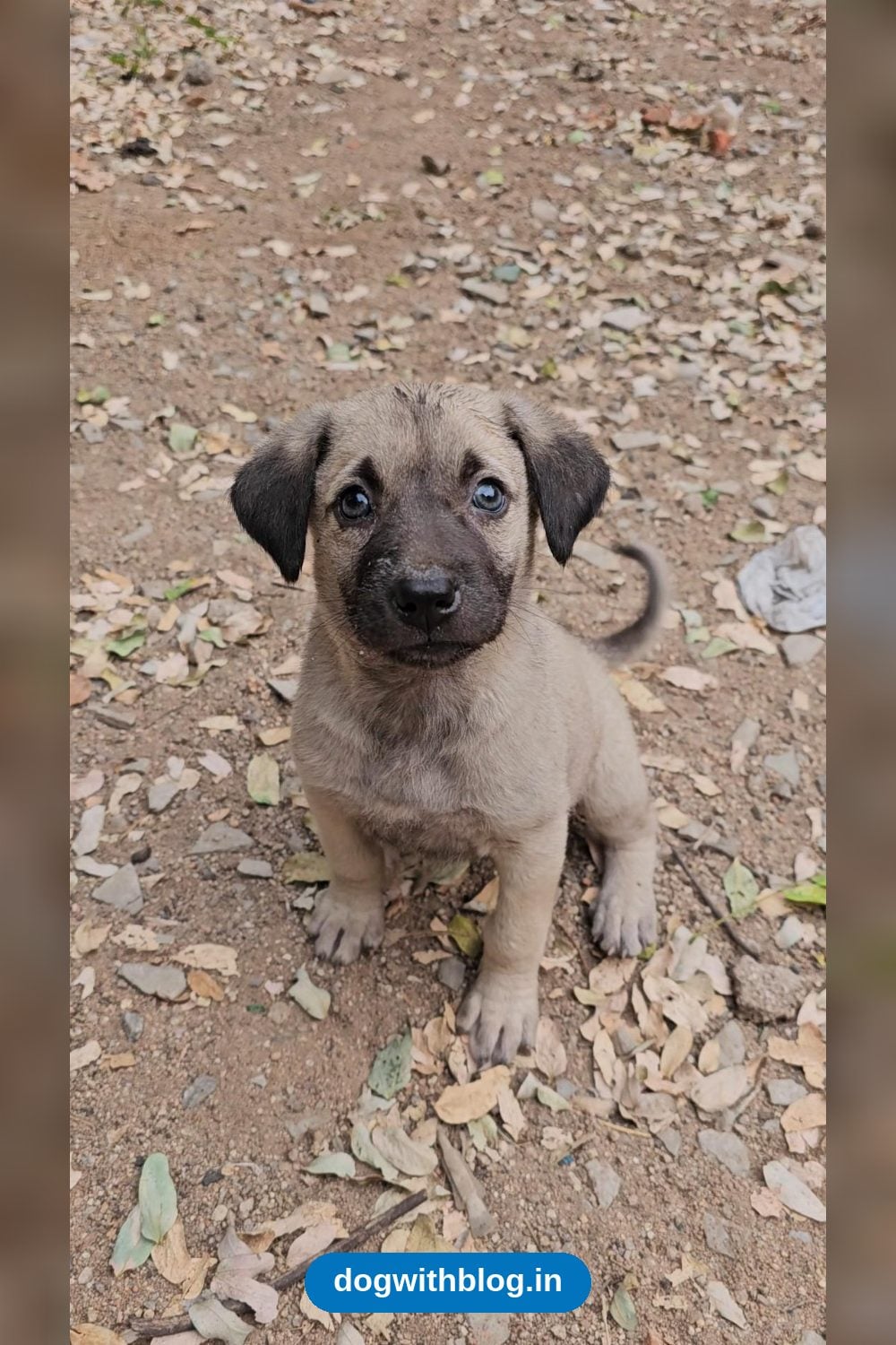 Blue and Brie, Two 40-Day-Old Indie Puppy Sisters, Need Homes in Hyderabad