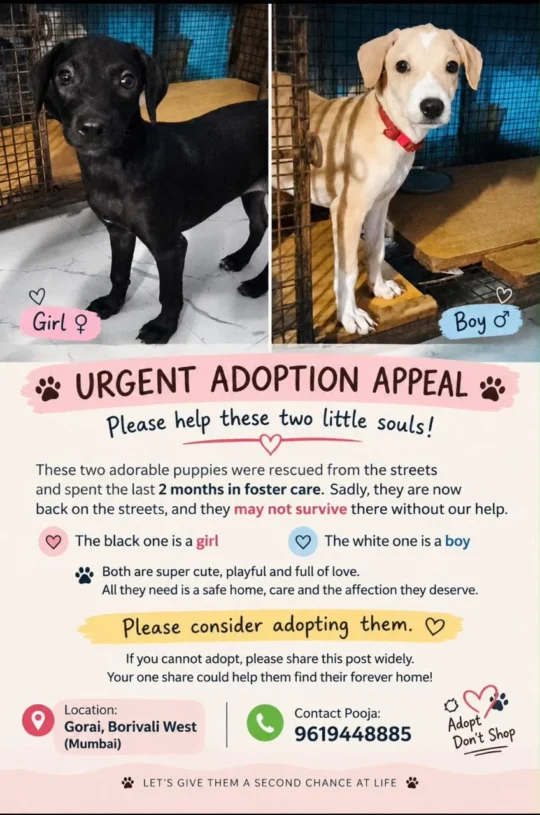 Two 2-Month-Old Puppies Lose Their Foster Home in Borivali West in Mumbai