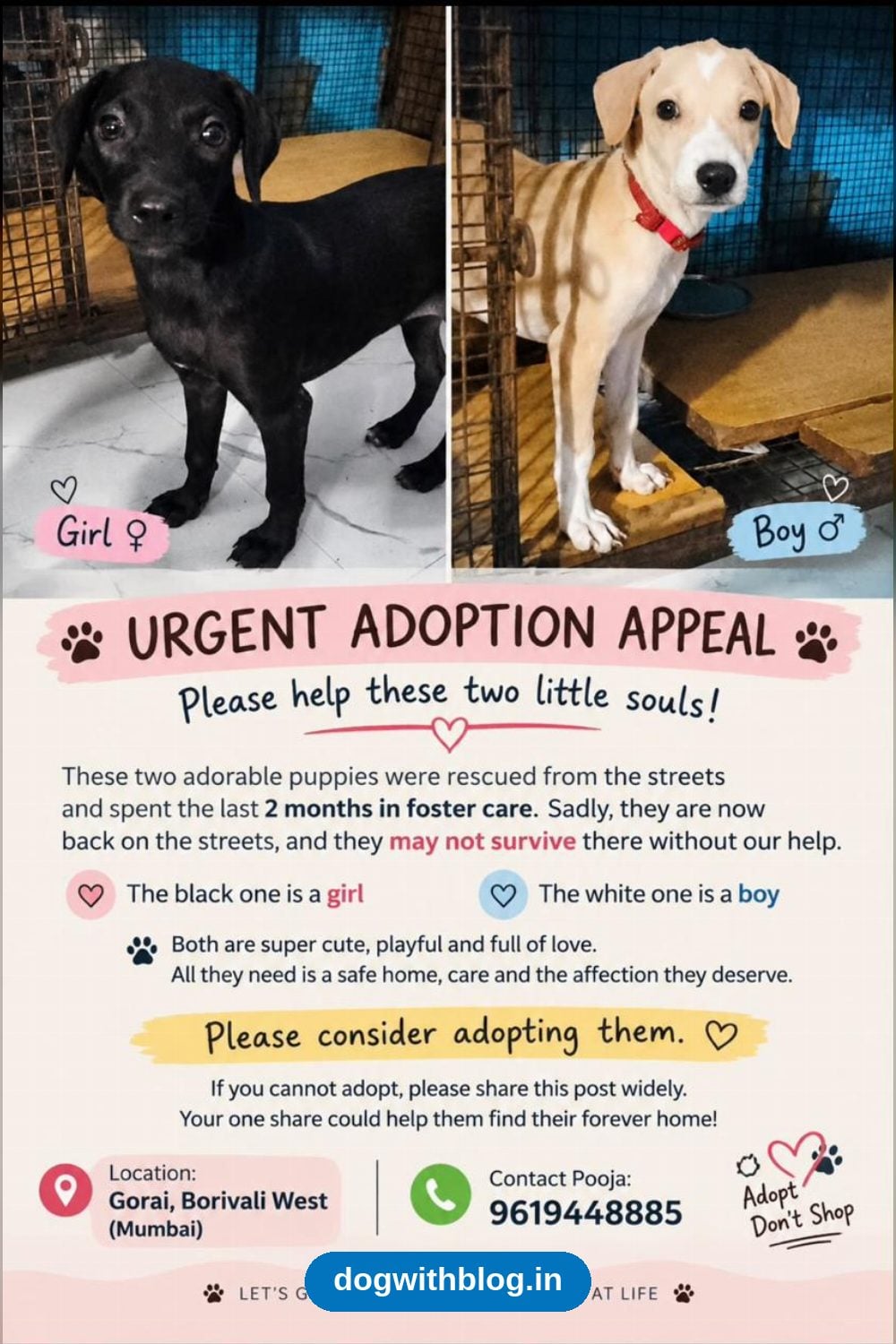 Two 2-Month-Old Puppies Lose Their Foster Home in Borivali West in Mumbai