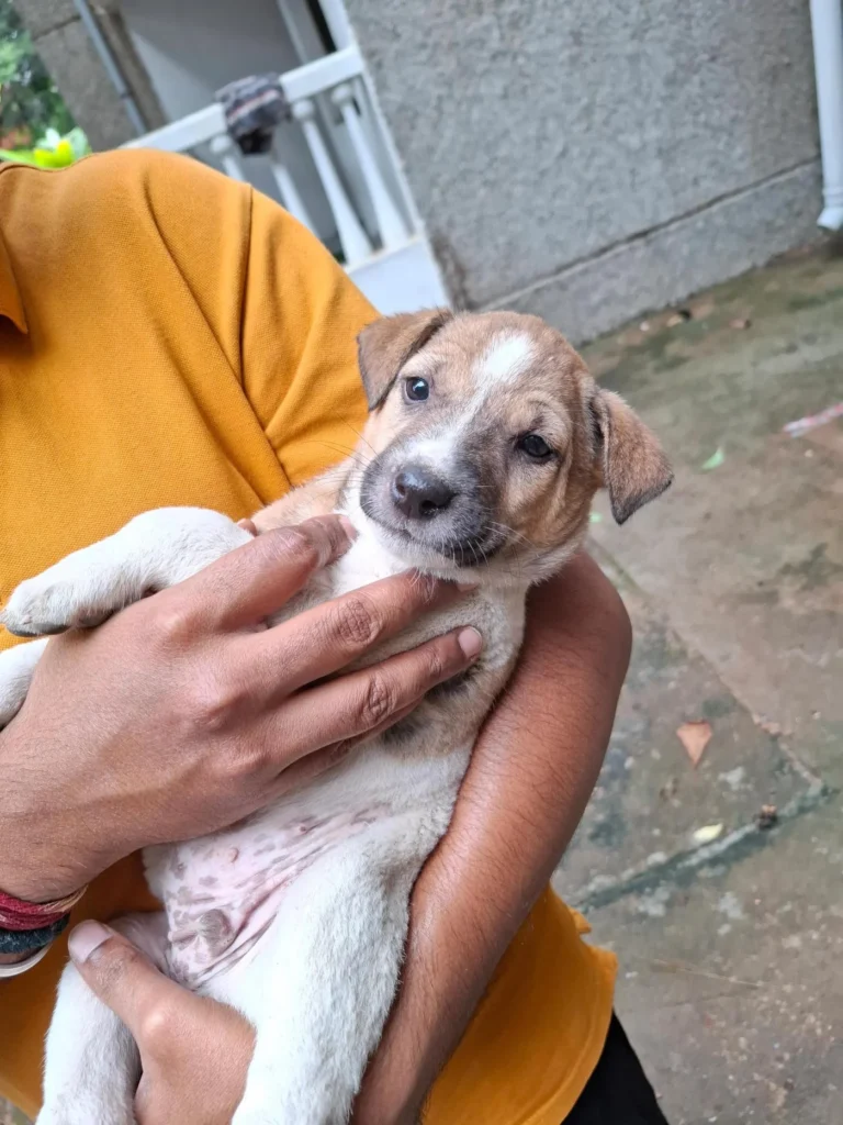 Small tan and white puppy with dark ears held in the hands of a person in an orange shirt. Kaju, a male indie puppy in Bengaluru
