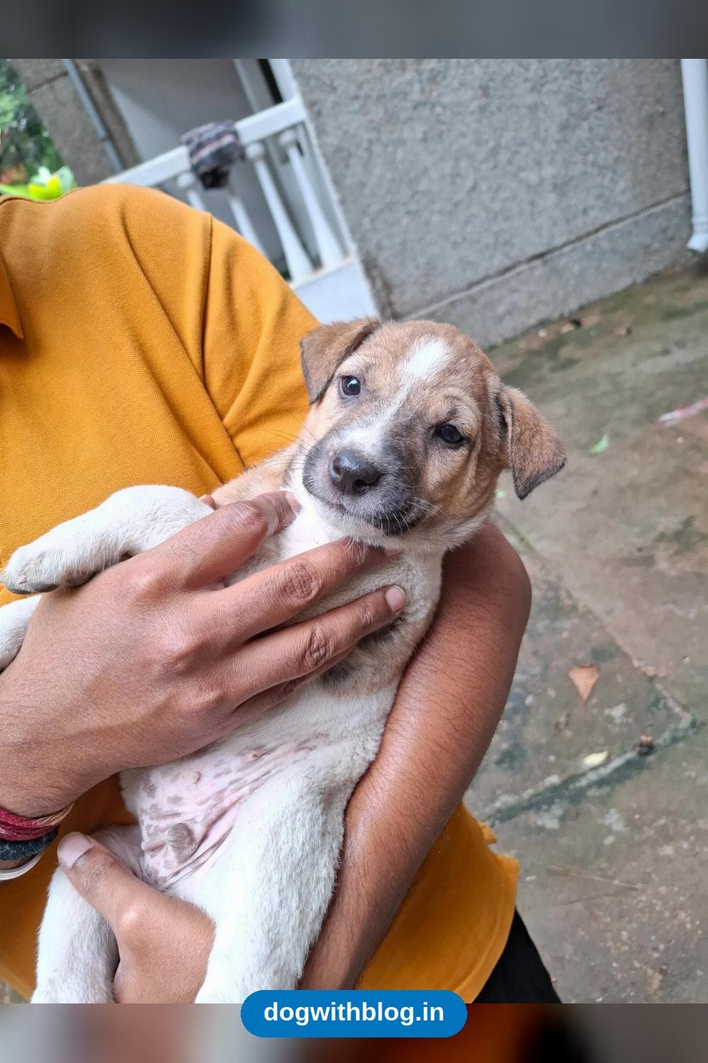 Kaju, a Smart Vaccinated Male Indie Puppy Born in HSR Layout, Needs a Home — Bengaluru