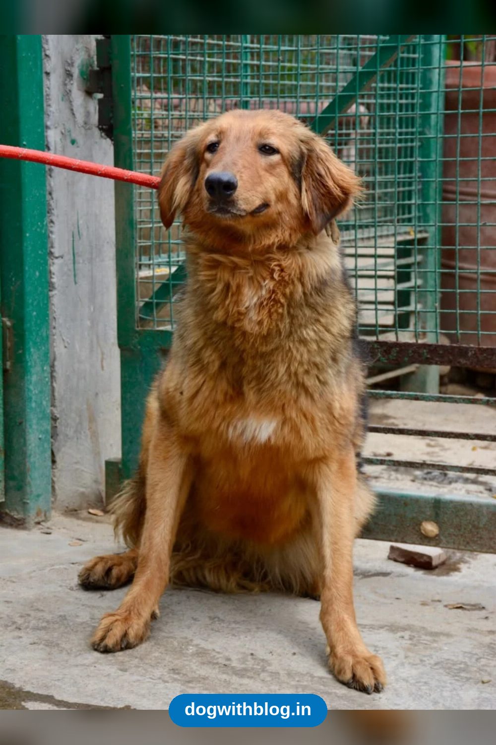 11-Month-Old German Shepherd x Bhutia Mix, Born in a Faridabad Shelter, Needs a Home in Delhi NCR