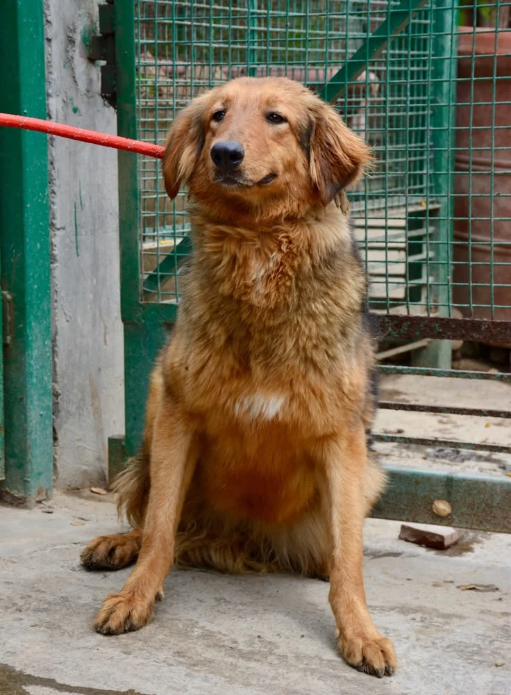 An 11-month-old golden-brown German Shepherd and Bhutia mix sitting on a leash in front of a green shelter gate in Faridabad
