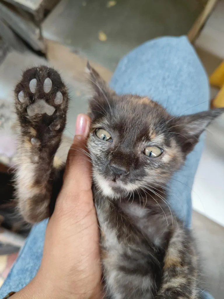 A tortoiseshell kitten with amber eyes raising one paw toward the camera while a hand supports her, a two-month-old kitten found in Wakad, Pune.