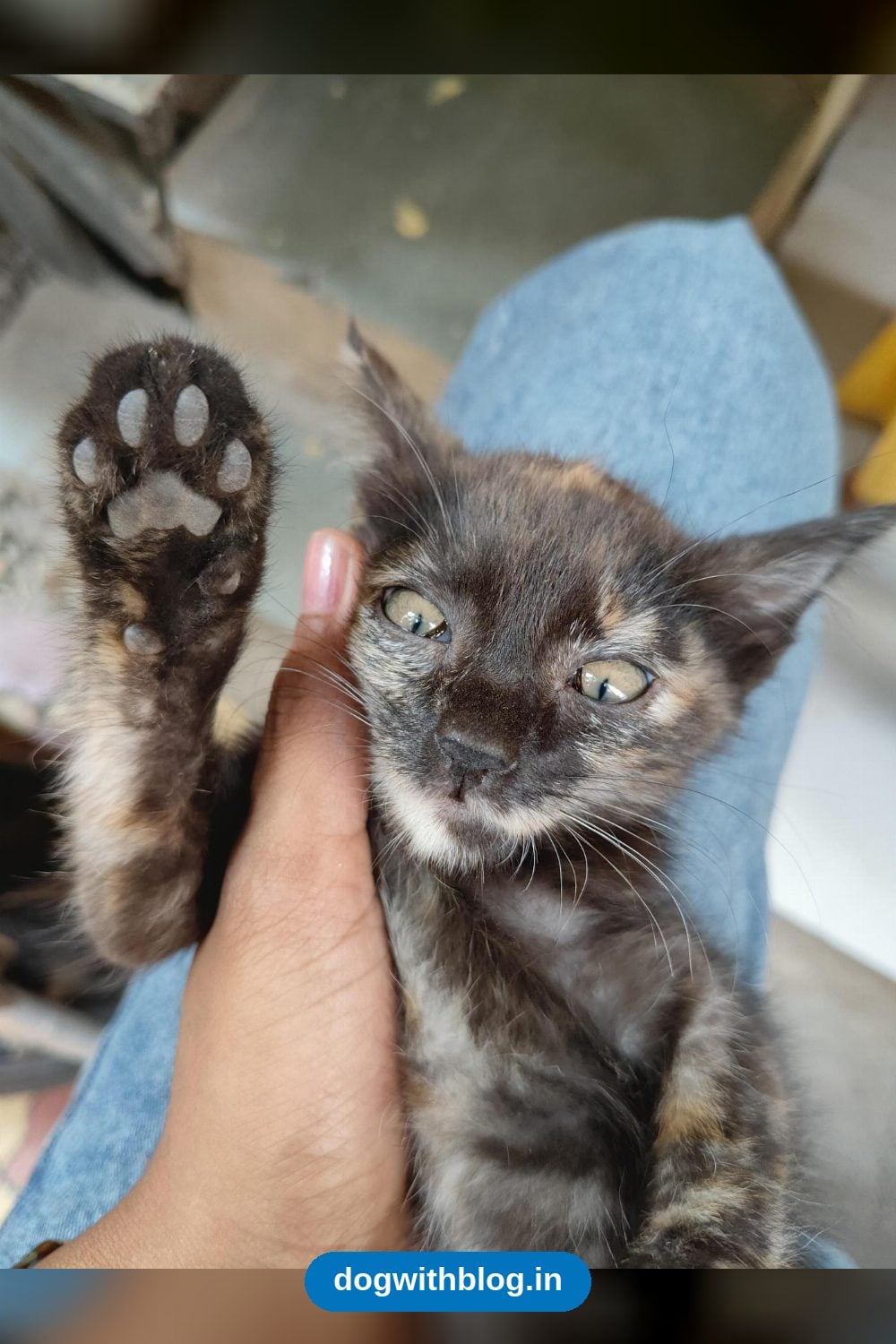 Playful Tortoiseshell Kitten, Two Months Old, Needs a Home in Pune