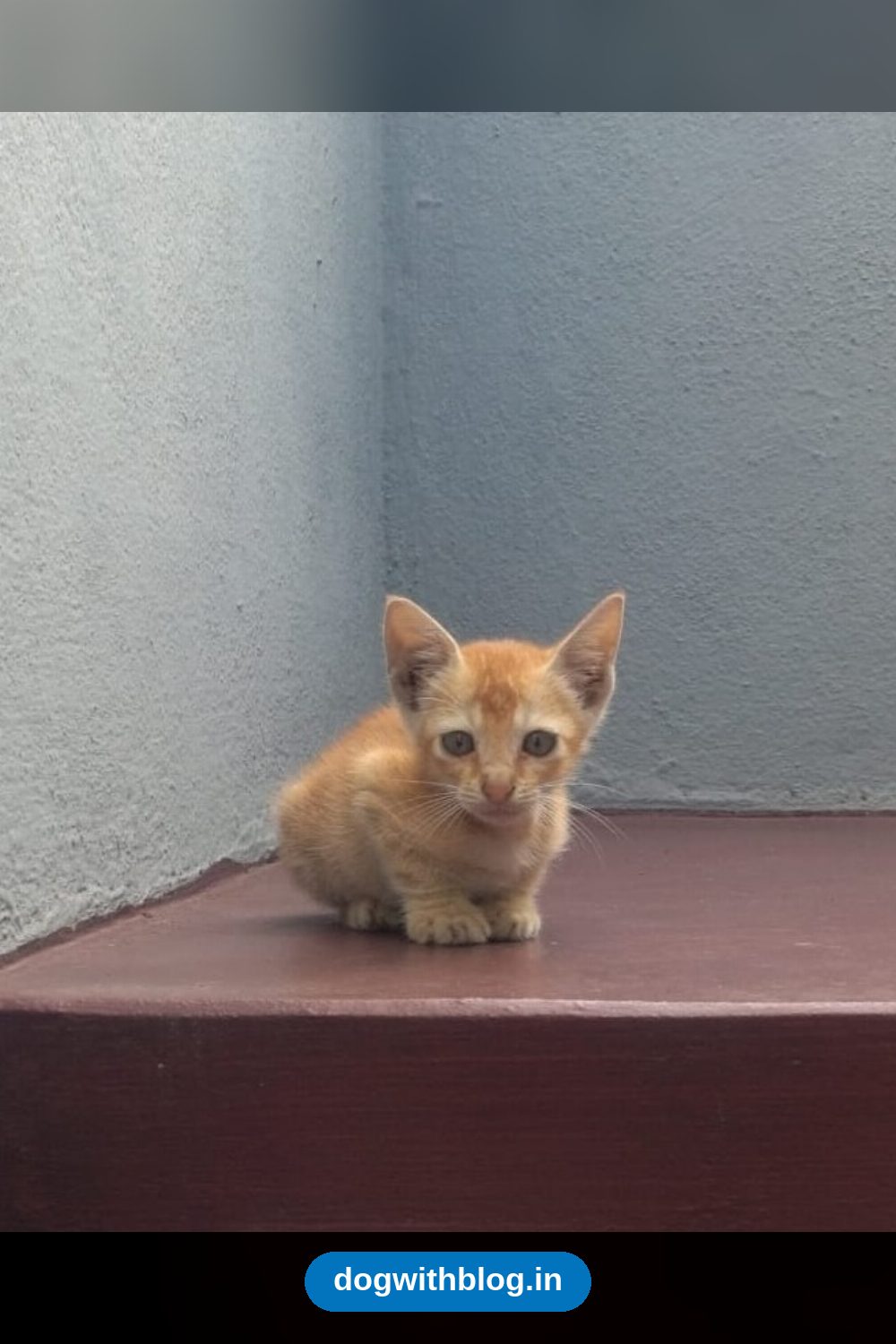 Ginger Kitten, 6-7 Weeks Old, Rescued as an Orphan in Gajuwaka, Needs a Home in Visakhapatnam