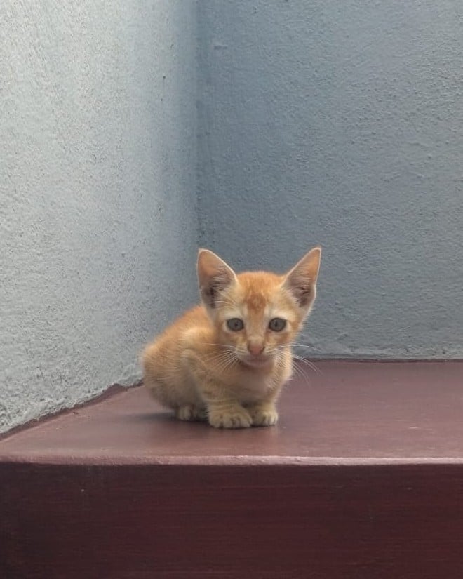 A ginger male kitten, six to seven weeks old, sitting on a maroon ledge against a grey wall in Gajuwaka, Visakhapatnam